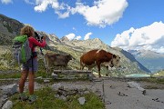 32 Belle mucche d'alta quota al Lago Pantano